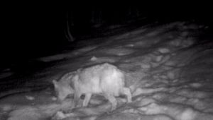 Karla kaplanan Kartepe’de yaban hayatı foto kapanlarla görüntülendi