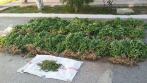 Kocaeli’de kilolarca esrar ele geçirildi!