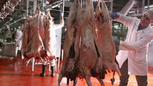 Şarbon hastalığı çıktı! Bölge karantinaya alındı!