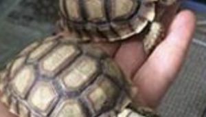 Sosyal medyadan satılmaya çalışılan timsah yiyen kaplumbağalara el konuldu