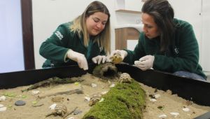 Timsah yiyen kaplumbağalar yeni yuvasında sağlığına kavuştu