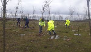 Yukarı Hereke Rehabilitasyon alanında ağaçlandırma