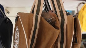 Züccaciye dükkanın önüne asılan çanta kuşların yuvası oldu