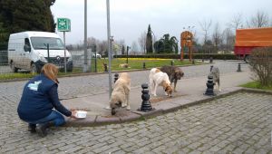 Başkan Büyükakın, sokak hayvanlarını unutmuyor