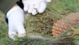 Çam Kese Böceği ile mücadele ediliyor