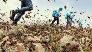Coronavirüsten sonra çekirge istilası korkusu!