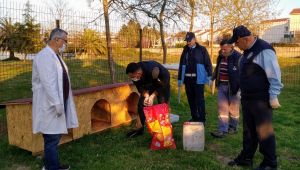 Darıca Belediyesi, sokak hayvanlarını unutmadı