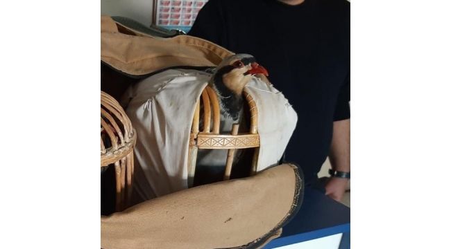 Gebze'de yasa dışı keklik avı cezalandırıldı