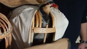 Gebze'de yasa dışı keklik avı cezalandırıldı