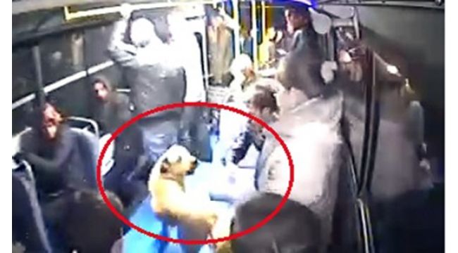Halk otobüsüne binen köpeği gören vatandaşlar büyük panik yaşadı