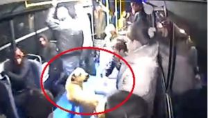 Halk otobüsüne binen köpeği gören vatandaşlar büyük panik yaşadı