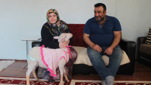 Kurbanlık olarak aldıkları kuzu evlatları gibi oldu