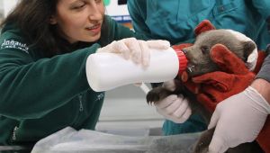 Ormanda bulunan yavru ayı Ormanya’ya getirildi