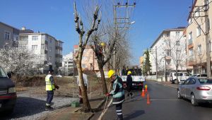 Park bahçelerden budama çalışmaları