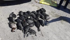 Sapanca Gölü’nde onlarca kuşu öldüren kaçak avcılar suçüstü yakalandı