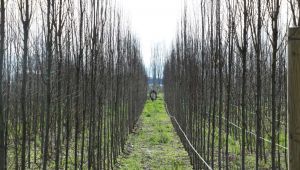 Üretim fidanlığında yetişiyor, Kocaeli’yi yeşillendiriyor