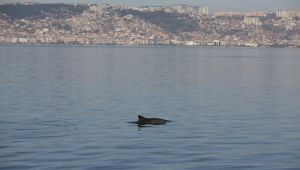Yunuslardan İzmit Körfezi'nde görsel şölen