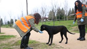 Çayırova'da sokak hayvanlarına mama dağıtılıyor