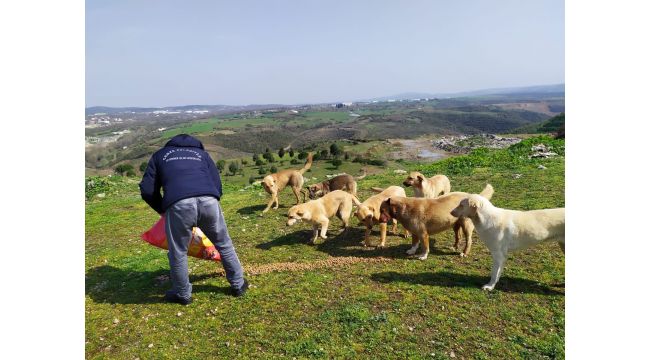 Gebze'de sokak hayvanları ihmal edilmiyor