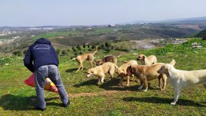 Gebze'de sokak hayvanları ihmal edilmiyor