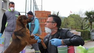 İçişleri Bakanlığından 'Sokak Hayvanları' genelgesi