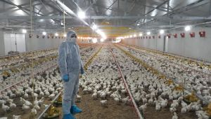 Kocaeli’de korona, tarım ve hayvancılıkta üretimi etkilemedi