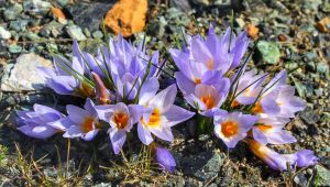 Kocaeli’de yeni bitki türü keşfedildi