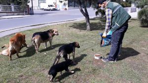 Sokak hayvanlarına 20 ton mama verildi