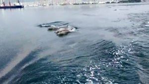 Yunuslar İzmit Körfezi’nde deniz temizleme aracıyla yarıştı