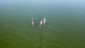 Yunuslardan İzmit Körfezi'nde görsel şölen