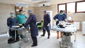 4 ayda bin 809 sokak hayvanı tedavi edildi