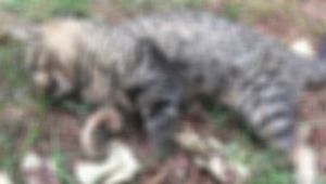 Ayaklarını keserek vahşice öldürmüşler