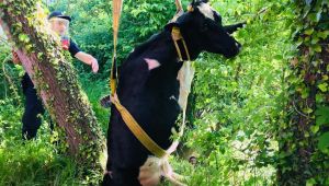 Dereye düşen inek itfaiye tarafından kurtarıldı