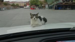 Gebze'de kediden polise vefa örneği!