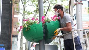 İzmit İnönü Caddesi sardunyalarla renklendi