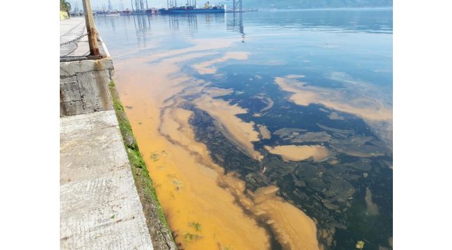 İzmit Körfezi’nde oluşan tabakayla ilgili açıklama