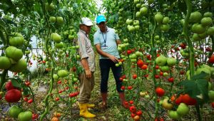 Kocaeli'de ekili alan sayısı her geçen gün artıyor