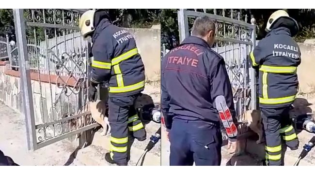 Mezarlık kapısına sıkışan köpeği itfaiye kurtardı