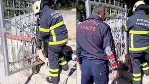 Mezarlık kapısına sıkışan köpeği itfaiye kurtardı