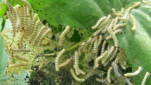 Kocaeli'de Amerikan Beyaz Kelebeği istilası ile mücadele