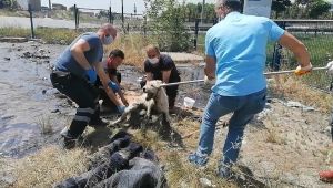 Araziye dökülen zifte saplanan köpek kurtarılamadı