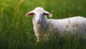 Bayramda sokağa çıkma kısıtlaması olacak mı?