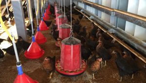 Büyükşehir'den çiftçilere gezen tavuk desteği