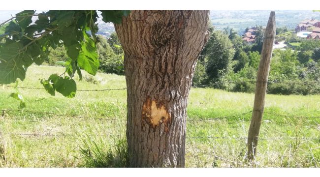 Çöp kamyonu ile ağaç arasında kalan belediye işçisi hayatını kaybetti