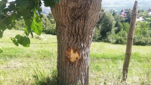 Çöp kamyonu ile ağaç arasında kalan belediye işçisi hayatını kaybetti