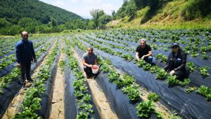Desteklenen çilek bahçeleri kontrol ediliyor