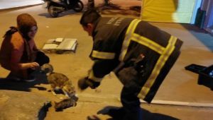 Duvar arasında sıkışan kediyi itfaiye kurtardı
