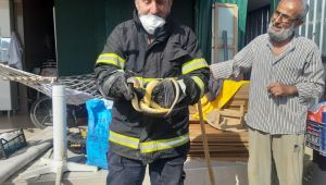 Gebze’de yılan paniği yaşandı