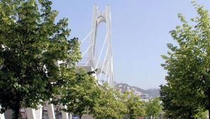 Ihlamur ağaçları zarar görüyor