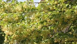 Kocaeli’yi ıhlamur ağaçlarının kokusu bürüdü